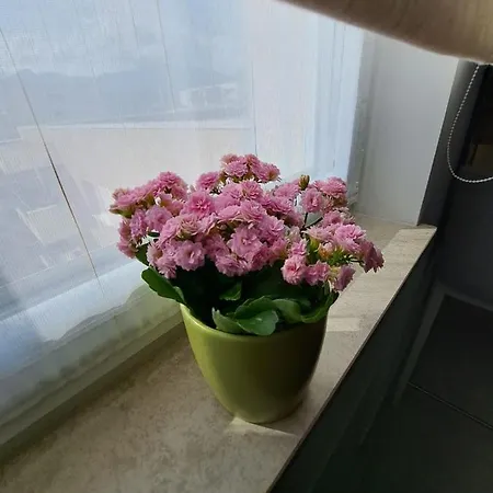 Apartament Alexandra View *