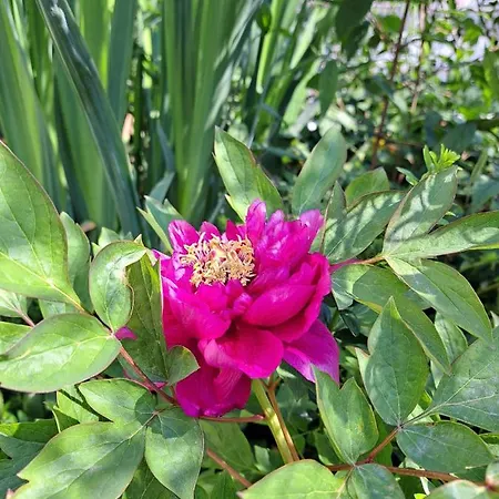 Alexandra View Apartament *