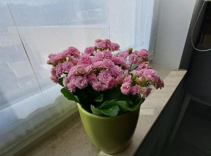 Апартаменти Alexandra View *