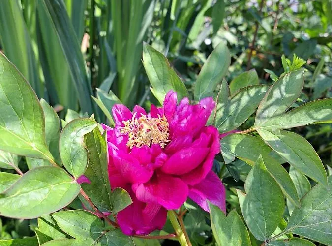 Alexandra View Апартаменти *