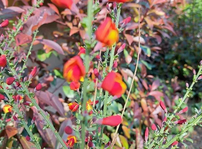 Alexandra View Брашов